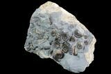 Ammonite (Promicroceras) Cluster - Somerset, England #86278-2